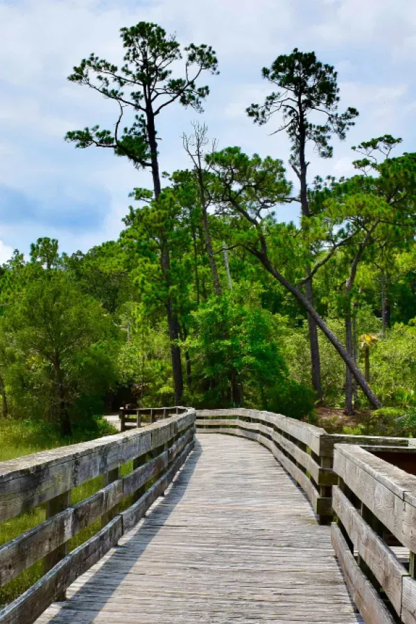 Photo of marshland